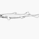 Image of Combtooth lanternshark