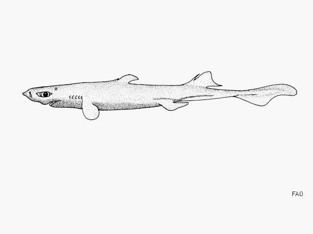 Image of Combtooth lanternshark