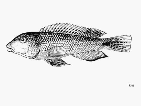 Image de Orthochromis malagaraziensis (David 1937)