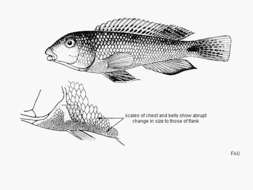 Image of Orthochromis malagaraziensis (David 1937)