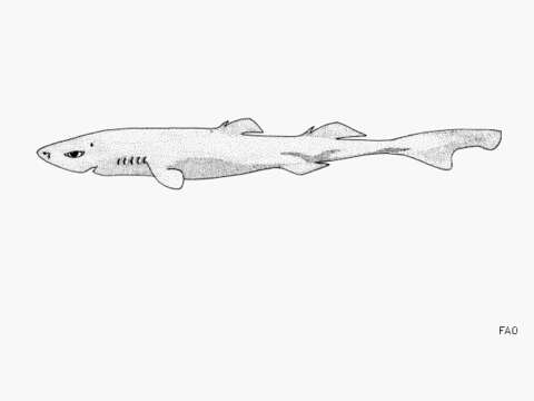 Image of Broadbanded Lanternshark