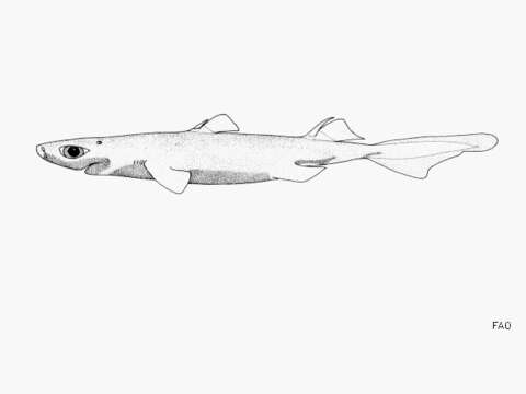 Image of Southern Lanternshark