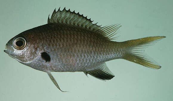 Image of Chromis kennensis Whitley 1964