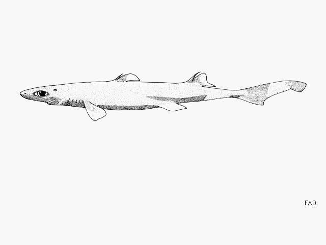 Image of Caribbean Lanternshark