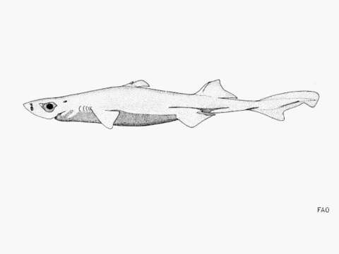 Image of Blackbelly Lanternshark