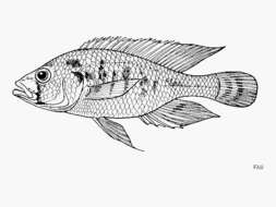 Image of Haplochromis paludinosus (Greenwood 1980)