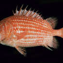 Image of Red Sea soldierfish