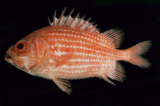 Image of Red Sea soldierfish