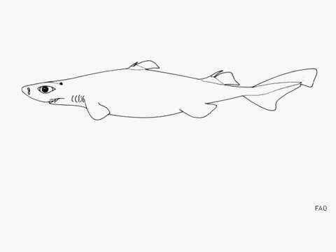 Image of Great Lanternshark