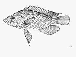 Image of Astatotilapia stappersii (Poll 1943)