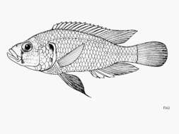 Image of Astatotilapia tweddlei Jackson 1985