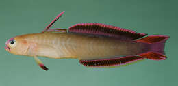 Image of Nemateleotris exquisita Randall & Connell 2013
