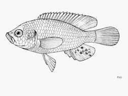 Image of Haplo Fish