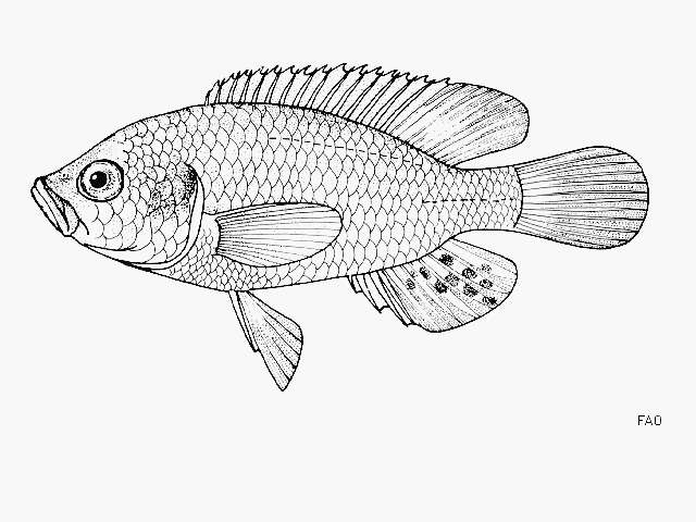 Image of Haplo Fish