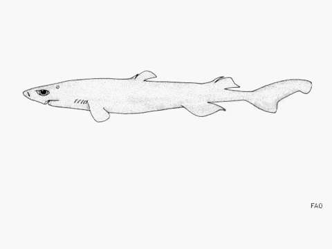 Image of Brown Lanternshark