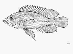 Слика од Astatoreochromis