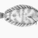 Image of Whiskered sole