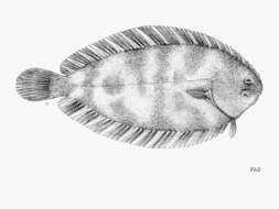 Image of Whiskered sole