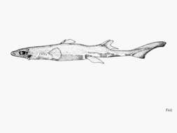 Image of Green Lanternshark