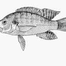 Image de Serranochromis janus Trewavas 1964