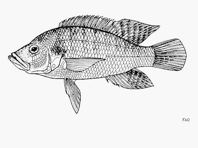 Image of Serranochromis janus Trewavas 1964