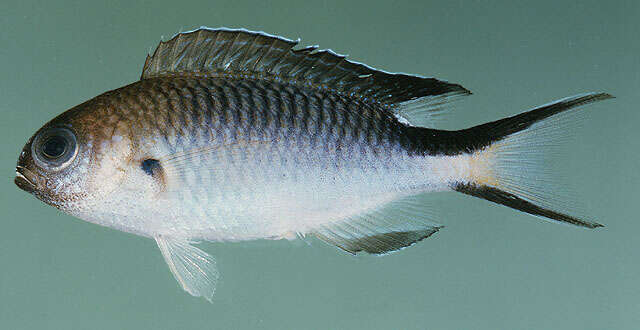 صورة Pomachromis