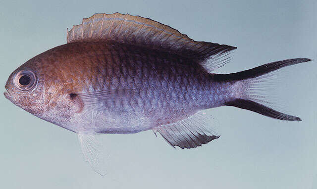 صورة Pomachromis