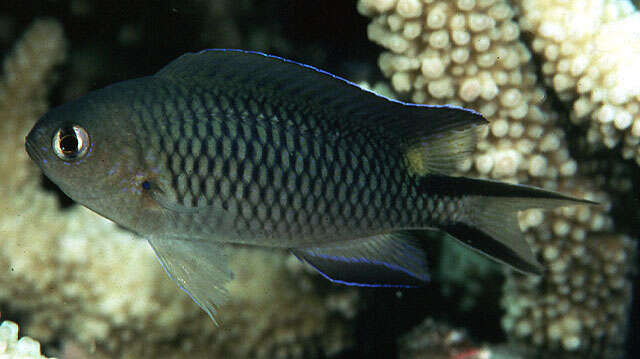 صورة Pomachromis