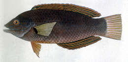 Image of Black wrasse