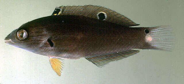 Image of Black wrasse