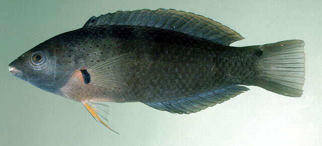 Image of Black wrasse