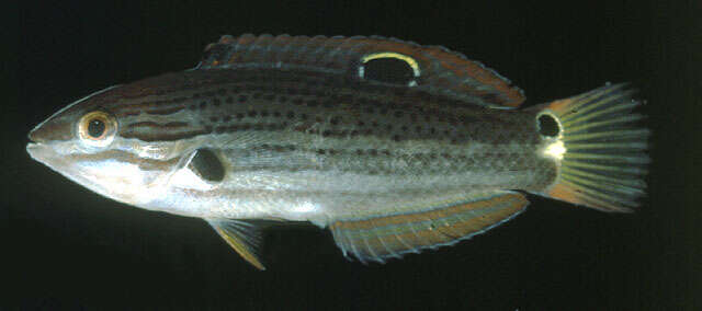 Image of Black wrasse