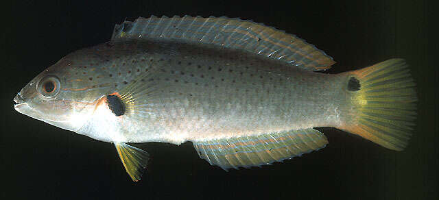 Image of Black wrasse