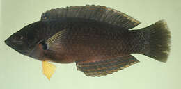 Image of Black wrasse