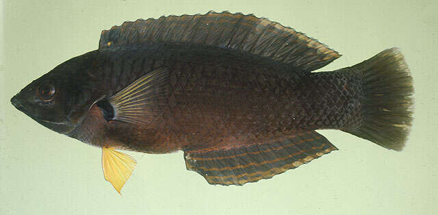 Image of Black wrasse