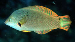 Image of Black wrasse