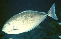 Image of Scribbled unicornfish