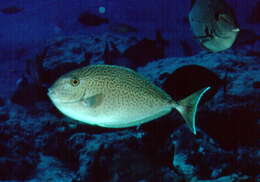 Image of Scribbled unicornfish