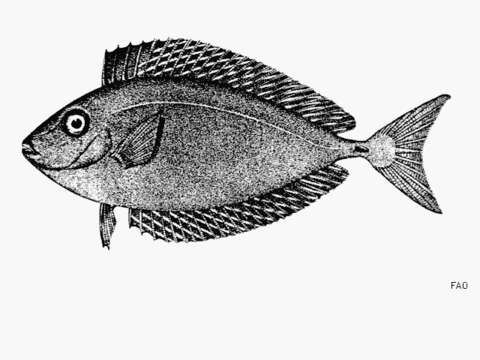 Image of Barred Unicornfish