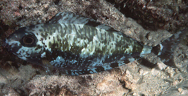 Image of Barred Unicornfish