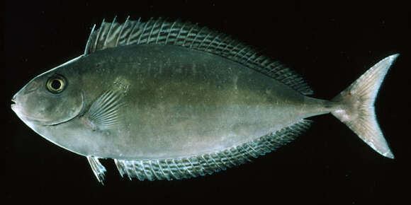 Image of Barred Unicornfish