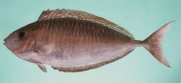 Image of Barred Unicornfish