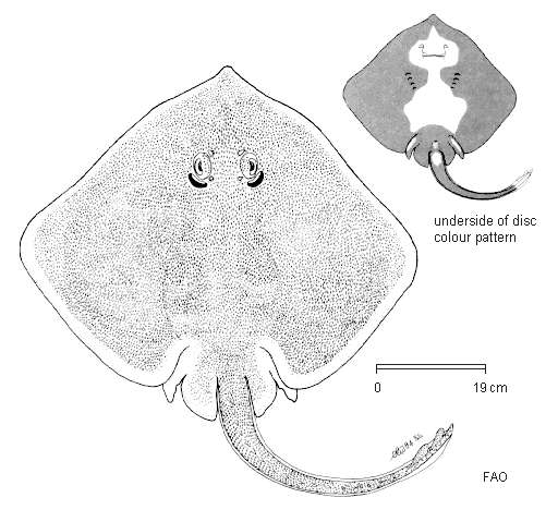 Image of Kerguelen sandpaper skate