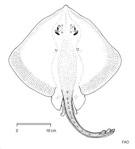 Image of McCain&#39;s skate