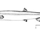 Magnisudis prionosa (Rofen 1963) resmi