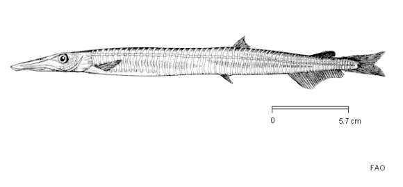 Image of Notolepis