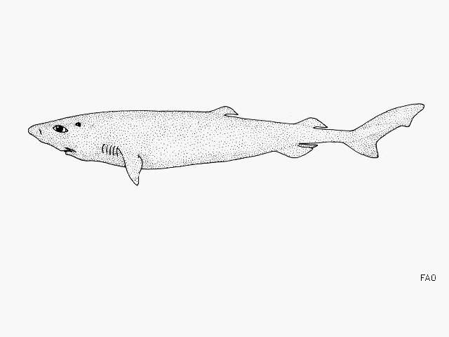Image of Sherwood Dogfish
