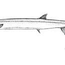 Image of Antarctic jonafish