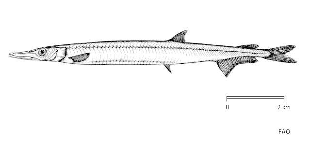 Слика од Notolepis coatsorum