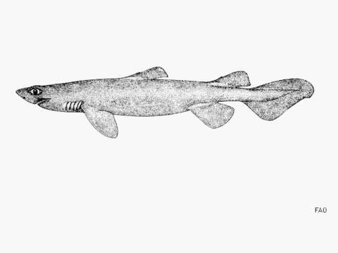 Image of Scymnodon